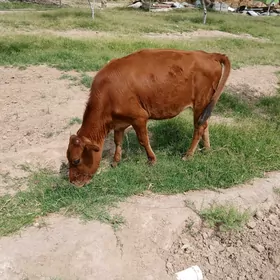 Göle