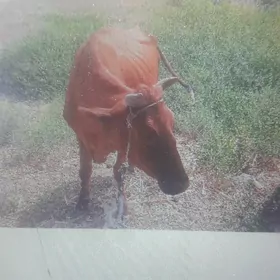 tanaly sygyr