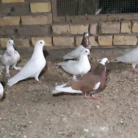 kepderi