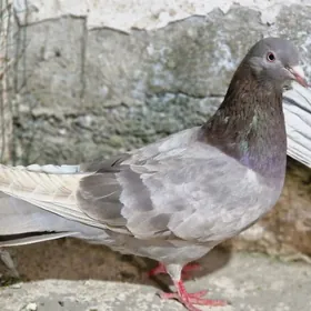 kepderi