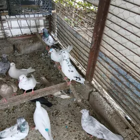 kepderı