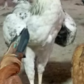 horaz