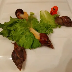 Улитки Ахатины
