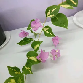 БУГЕНВИЛЛИЯ
