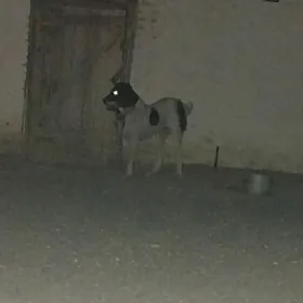 garabas