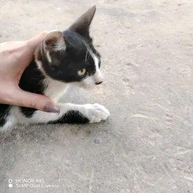 Котята