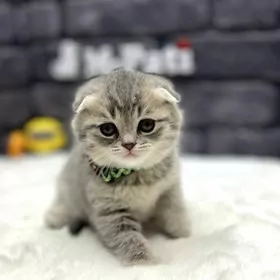 SCOTTISH FOLD