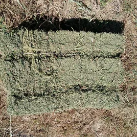Ýorunja