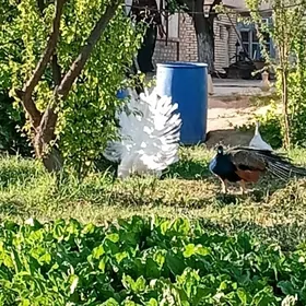 Ak tawus guşy