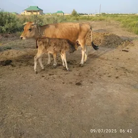 goleli sygyr