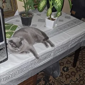 Кошка вислоушка