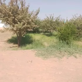 Mary altyn sahra garassyzlyk