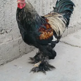 brama