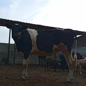 GARALA GALIŞDEÝN BOGAZ TÜWE