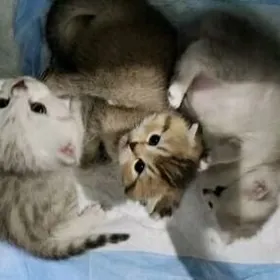 котята