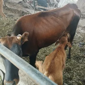 GOLELİ SYGYR