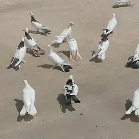 kepderi