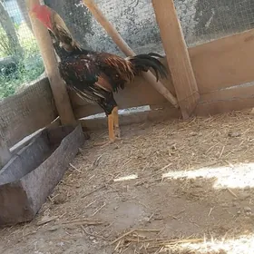 Horaz
