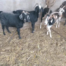 geci