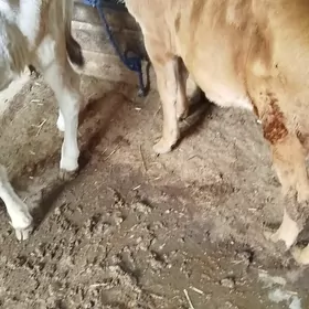 göleli sığır