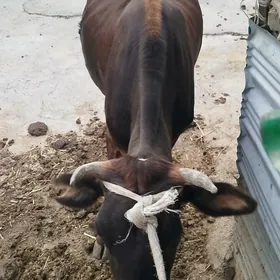 tüwe bakılıp dur