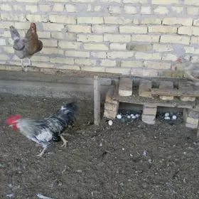 Towuklar