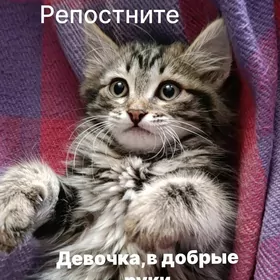 Котенок