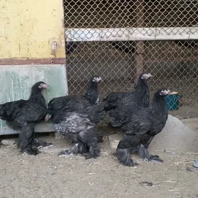 Brama