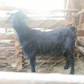 GEÇİ   GOÝUN