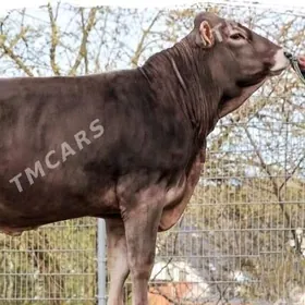 öküz siwes