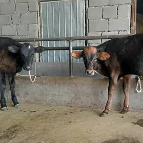 öküz