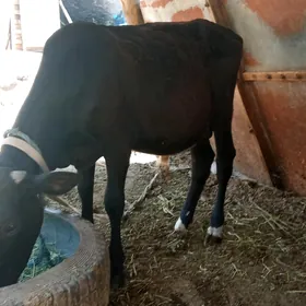 okuzçe