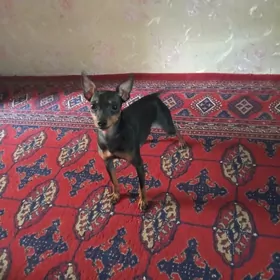 собака