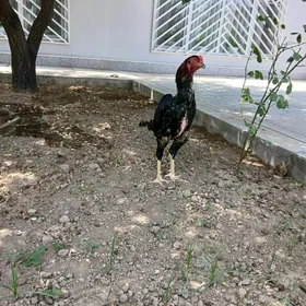 TASKENT HORAZ