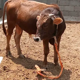 Öküz
