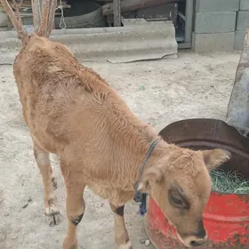 öküz