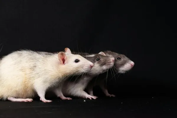 Implant ysmaz syçanlaryň hereketini dikeltmäge kömek etdi