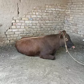 Öküz