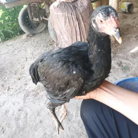 pistalet  juje