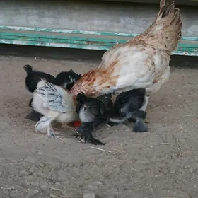 Kurk juyje brama