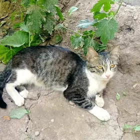 Ene pişik