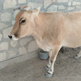 SYGYR