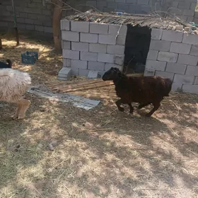 goÿun