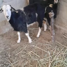 gurat gecı
