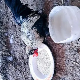 Horaz Tovk induşkai