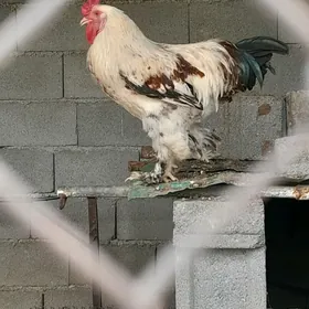 Horaz