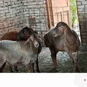 koy
