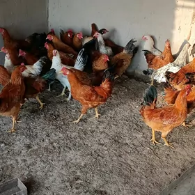 Horaz