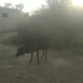 okuzce