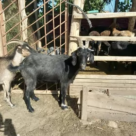geçi